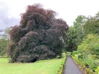 9. Tag – Spaziergang in Coole Park – Autograph Tree