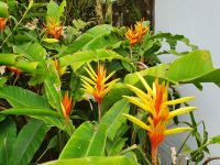 Azoren, Insel Sao Miguel, Terra Nostra Park