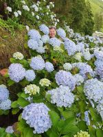 Azoren, Reisebegleitung Ria im 