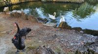 Azoren, Insel Faial, Horta, schwarze und weisse Schwäne im Park