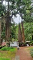 Azoren, Neuseeländischer Eisenholzbaum im Bot. Garten Antonio Borges