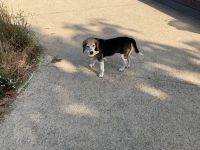 Spaziergänger am Morgen