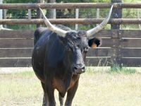 stattlicher Bulle