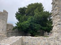 11. Tag – Adare – Desmond Castle