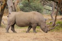 27 Breitmaulnashorn