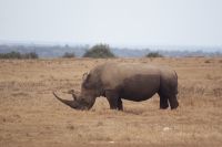 41 Breitmaulnashorn