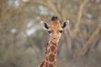 48 Rotschildgiraffen