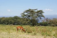 71 Lake Nakuru Nationalpark
