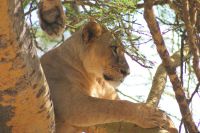 89 Löwen am Nakuru See Nationalpark