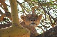 96 Löwen am Nakuru See Nationalpark
