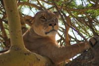 97 Löwen am Nakuru See Nationalpark