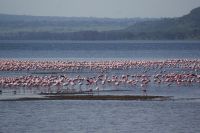 102 Flamingos am Nakuru See Nationalpark