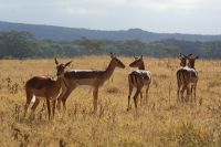 105 Impalas am Nakuru See Nationalpark