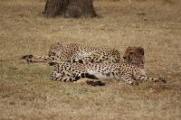 122 Geparden Masai Mara