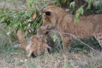 138 Löwen Masai Mara