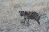 148 Hyänen