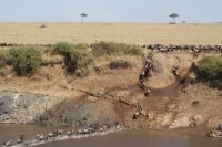 193 Gnuherden durchqueren den Marafluss