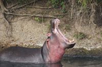 223 Flusspferd Masai Mara