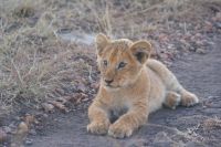 228 Löwen in der Masai Mara