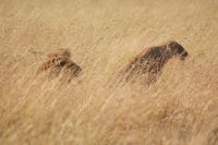 242  Löwen in der Masai Mara