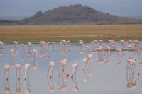 355 Flamingos im  Amboseli Nationalpark