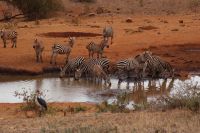 382 Wasserloch Kilanguni Lodge Tsavo West Nationalpark