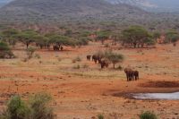 392 Elefantenherde Kilanguni Lodge Tsavo West Nationalpark