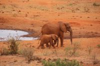 399 Elefantenherde Kilanguni Lodge Tsavo West Nationalpark