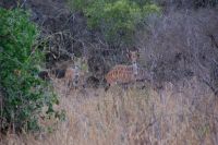 409 Kudu Kühe Tsavo West Nationalpark