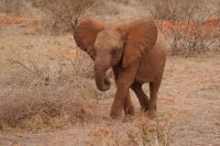 420 Tsavo Ost Nationalpark