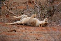 440 Löwinnen in Tsavo Ost 