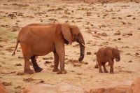 459 Elefanten am Wasserloch