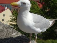 Tallinn: Rundgang