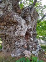 Oder eine Ulme als Limonadenbaum?