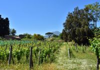 Pompeji (mit Vesuv im Hintergrund)