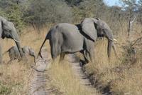 Elefanten kreuzen unseren Weg