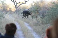 Und wieder Elefanten