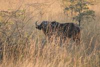Zur Abwechslung: ein Büffel