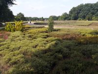 Heidegarten bei Hodenhagen