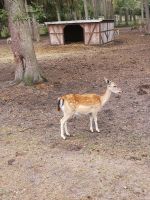 Damwild