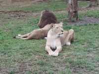 Löwe und Löwin