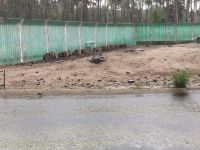 Mantelpaviane mögen keinen Regen