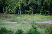 Man kommmt relativ nah an die Hirsche ran