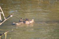 Hat das Hippo Appetit auf Fleisch?