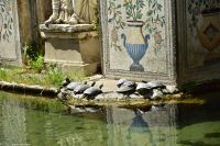 Rom - Vatikanische Gärten - Schildkröten