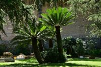 Rom - Vatikanische Gärten