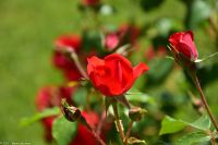 Rom - Vatikanische Gärten