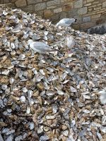 Entsorgung der Austernschalen