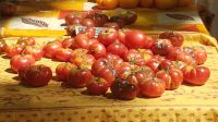 Tomaten am Markt