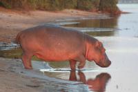 Hippo läuft ins Wasser